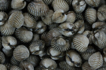 Fresh cockles for seafood background