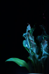 Fototapeta premium 暗闇に浮かび上がる緑葉の植物アート写真