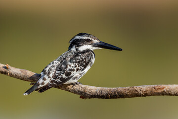 Portrait of Kingfisher 