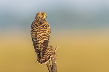 Common Kestrel in Grassland 