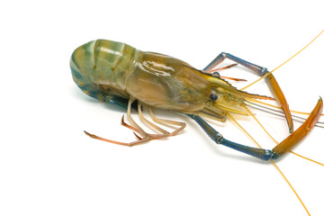 Fresh river prawns isolated on white background. Big freshwater prawns. River prawns for cooking.