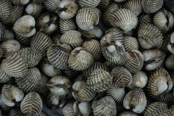 Fresh cockles for seafood background