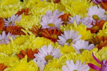 colorful flowers background