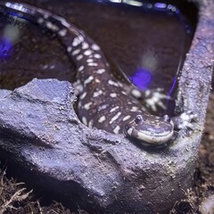 Close-up of a tiger salamander in its habitat, showcasing vibrant markings and a curious expression, ideal for wildlife enthusiasts and educational content.
