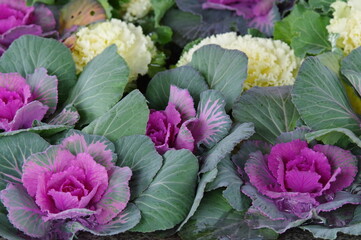 pink and purple cabbage