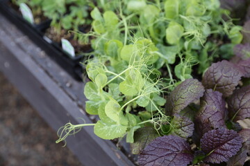 pea seedlings