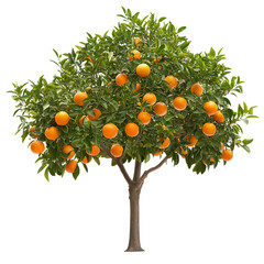  An orange tree full of ripe fruit isolated on transparent background. Generative AI.