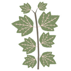 Aesthetic plant vector for decoration