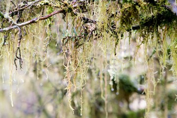 Close-Up of Vibrant Moss Growing on an Old Tree