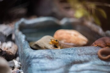 Close-up of a vibrant yellow newt in water, highlighting detail and the beauty of amphibian life.
