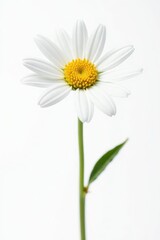 Simple isolated white daisy flower on a pure white background, white, minimalist