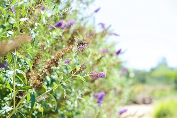 Lush garden scene with vibrant purple flowers and a butterfly in mid-flight, perfect for nature enthusiasts and garden design content.
