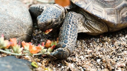 Close-up of a desert tortoise eating flowers, detailed texture of its skin and shell emphasized against a sandy substrate.

