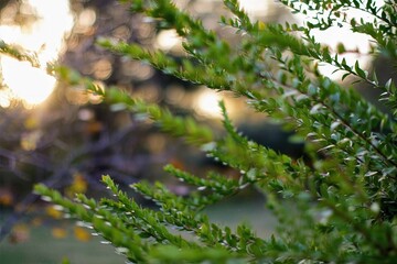 Warm sunlight filtering through dense shrubs, creating a peaceful, shimmering effect ideal for backgrounds or nature themes.

