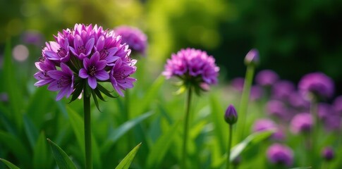 Large purple Allium blooms in a garden bed with lush green leaves and stems, plant, flowers