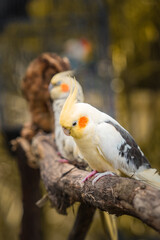 Parrots perched on tree branches in a beautiful green garden. Beautiful parrot called a Cockatiel...