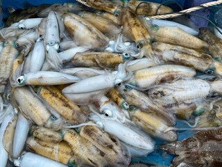 fresh squid in the market