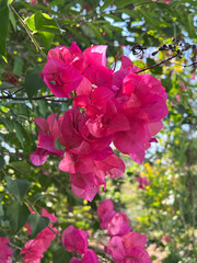 Bougainvillea flower in nature garden