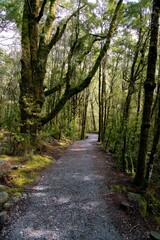 Extremely Mossy Trees Lining a Forest Path