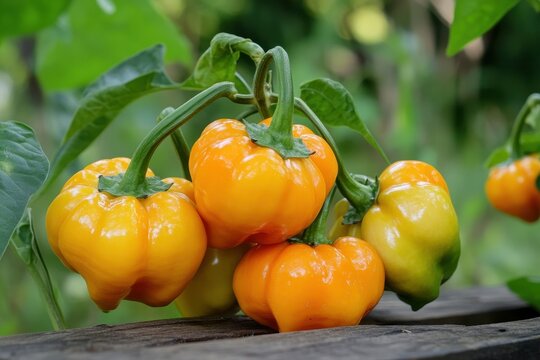Fresh Scotch bonnet peppers Nai Miris