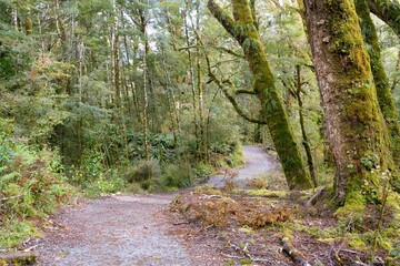 Extremely Mossy Trees Lining a Forest Path