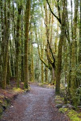 Fototapeta premium Extremely Mossy Trees Lining a Forest Path