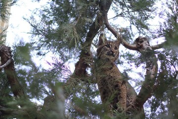 Bobcat perched alertly in a lush tree, capturing the essence of wildlife stealth and beauty in a natural setting
