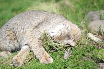 Bobcat lies contentedly in the grass, half-asleep, with its surroundings softly blurred.
