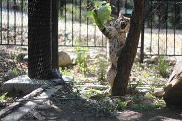 Energetic bobcat reaches up to grab lettuce from a tree, with an audience watching in the...