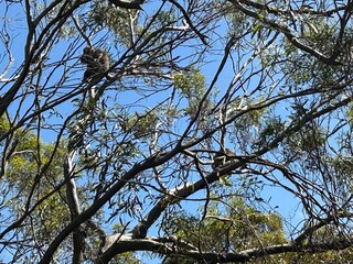 Kangaroo Island—Australian third largest—is regularly listed as one of the best islands in the world and is known for its fantastic beaches, authentic food-and-drink experiences, wild and untamed land