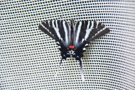 Zebra swallowtail butterfly perches on a mesh screen, its bold black and white stripes and red spots vibrant.
