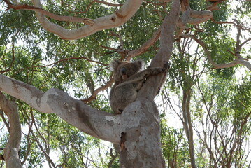 Kangaroo Island—Australian third largest—is regularly listed as one of the best islands in the world and is known for its fantastic beaches, authentic food-and-drink experiences, wild and untamed land