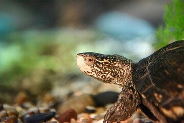 Detailed close-up of a turtle in a natural aquatic setting, ideal for wildlife enthusiasts and...