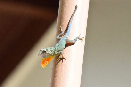 Lizard