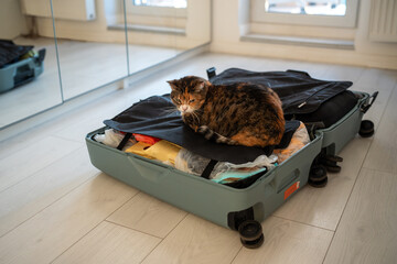 Eager fluffy cat perches on packed luggage, anxious to adventure. Excited worried kitty sits on...