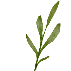 Green Leaves Watercolor