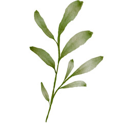 Green Leaves Watercolor