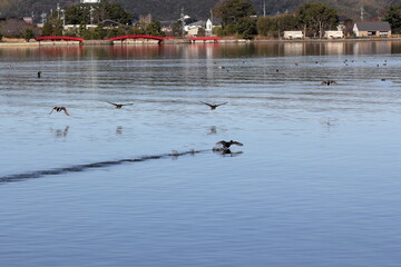 冬の湖面に浮かぶ水鳥と波紋