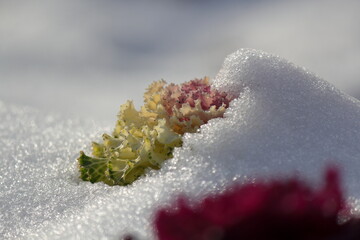 雪から顔を出すハボタン