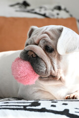 Adorable dog is sleeping