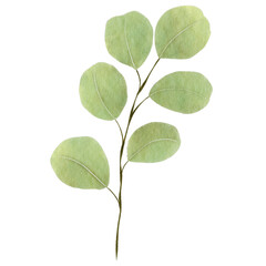 Green Leaf  Watercolor