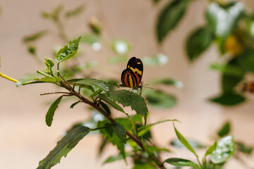 borboleta no borboletario do caldas em Barbalha, CE