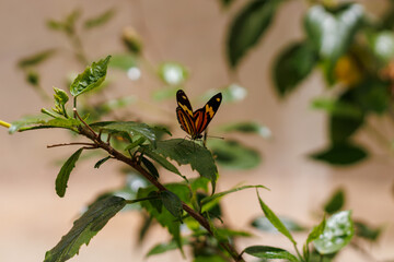 borboleta no borboletario do caldas em Barbalha, CE
