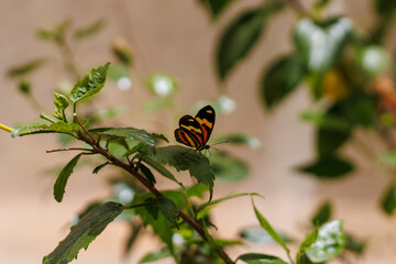 borboleta no borboletario do caldas em Barbalha, CE