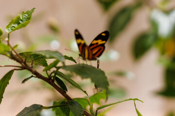 borboleta no borboletario do caldas em Barbalha, CE