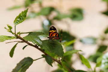 borboleta no borboletario do caldas em Barbalha, CE