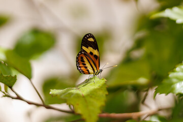 borboleta no borboletario do caldas em Barbalha, CE