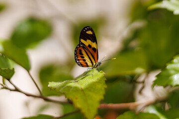 Obraz premium borboleta no borboletario do caldas em Barbalha, CE