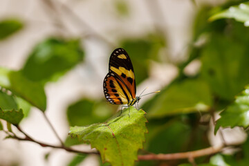 borboleta no borboletario do caldas em Barbalha, CE