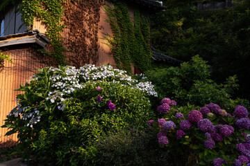 Fototapeta premium 廃屋の前で美しく咲き誇る紫陽花 / 山口県大島郡周防大島町沖家室島
